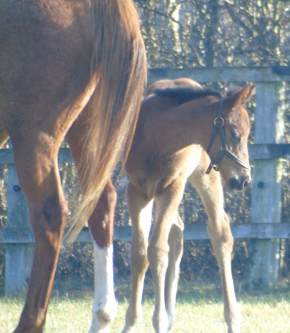 2023 bay filly by Too Darn Hot